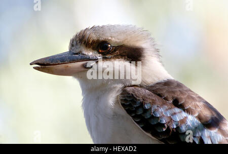 Le Kookaburra à ailes bleues est un grand kingfisher avec un grand carré et d'un long projet de loi. Il a un oeil pâle. La tête est blanc avec des stries brun, les épaules sont le bleu ciel et il a un croupion bleu uniforme.La gorge est plain white et les parties inférieures sont blanches avec légère robe orange marron bars.Le dos est marron moyen. Les mâles ont une queue bleu foncé tandis que la queue des femelles sont interdits rouge-brune ou noirâtre. Sinon les sexes sont semblables. Les jambes et les pieds sont gris et le bec est jaunâtre foncé au-dessus et ci-dessous. Les juvéniles ont des stries plus pâles sur la tête avec mottlings plus sombre. Il n'y a Banque D'Images