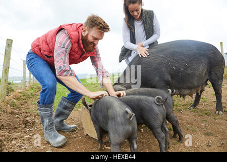 Couple sur l'alimentation de porcs et porcelets de la ferme Banque D'Images