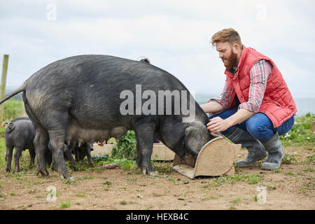 L'homme sur l'alimentation de porcs et porcelets de la ferme Banque D'Images