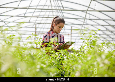 Woman in polytunnel using digital tablet Banque D'Images