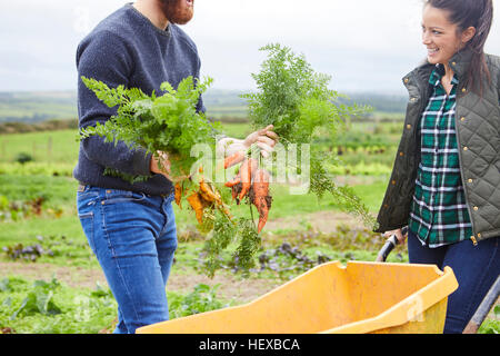 Couple sur la récolte agricole carottes Banque D'Images