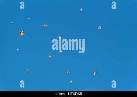 Les feuilles qui tombent, des montagnes Adirondack, New York. Banque D'Images
