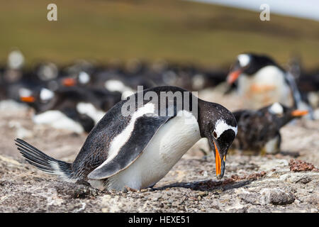 Gentoo pingouin sur l'Île Saunders dans les Malouines Banque D'Images