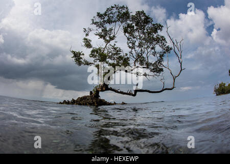 Un petit arbre a grandi sur un affleurement de calcaire dans le lagon de Marovo, les Îles Salomon. Banque D'Images