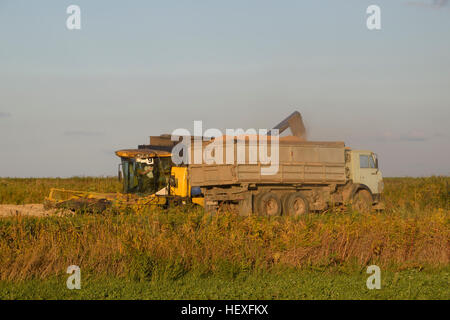 Combiner verse le grain dans un camion. Récolte de riz. Banque D'Images