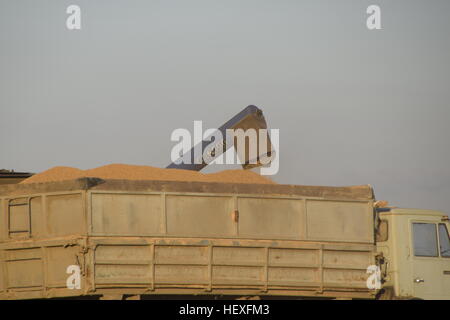 Combiner verse le grain dans un camion. Récolte de riz. Banque D'Images