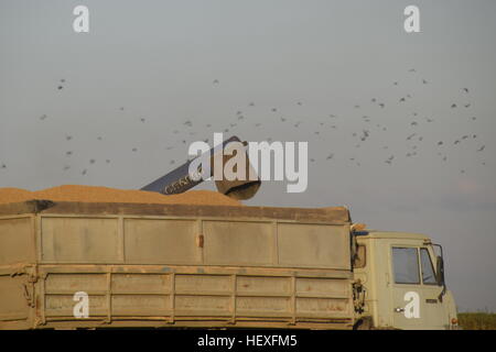 Combiner verse le grain dans un camion. Récolte de riz. Banque D'Images