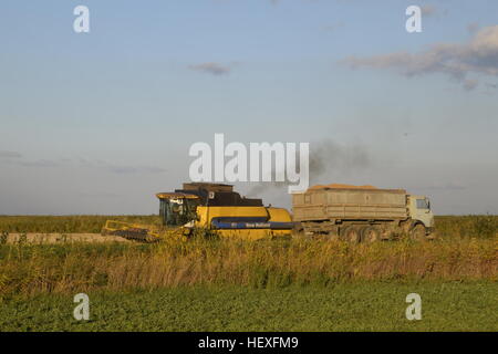 Combiner verse le grain dans un camion. Récolte de riz. Banque D'Images