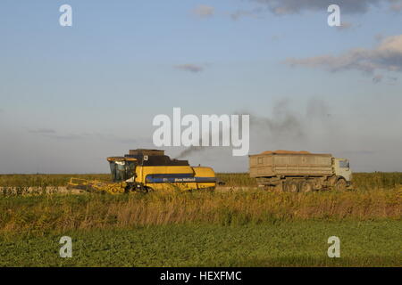 Combiner verse le grain dans un camion. Récolte de riz. Banque D'Images