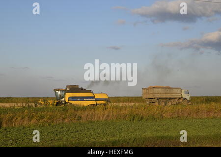 Combiner verse le grain dans un camion. Récolte de riz. Banque D'Images