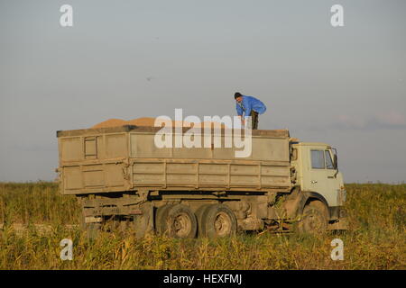 Combiner verse le grain dans un camion. Récolte de riz. Banque D'Images