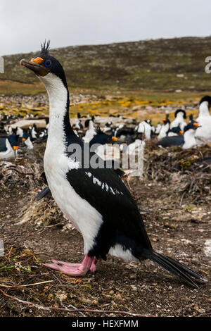 Le Roi de l'île Cormorant sur Saunders, Falklands Banque D'Images