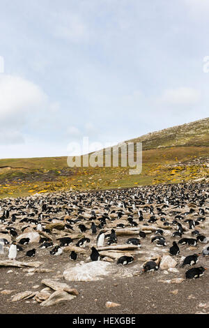 Rockhopper Penguin sur l'Île Saunders dans les Malouines Banque D'Images