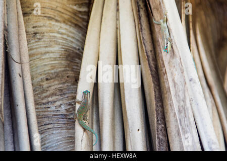 Journée très orné, gecko Phelsuma ornata, Ile aux Aigrettes, réserve naturelle de l'Ile Maurice Banque D'Images