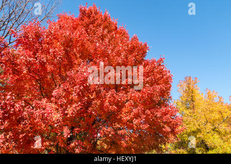 Chêne rouge brillant dans Central Park pendant la saison d'automne, New York, USA Banque D'Images