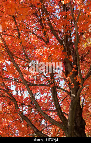 Chêne rouge brillant dans Central Park pendant la saison d'automne, New York, USA Banque D'Images