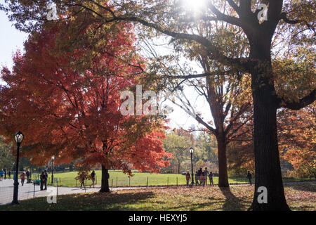 Chêne rouge brillant grâces Central Park à l'automne, New York, USA Banque D'Images