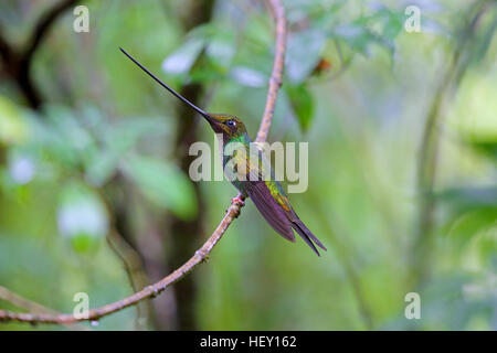 Épée Ensifera ensifera Hummingbird à bec en Equateur Banque D'Images