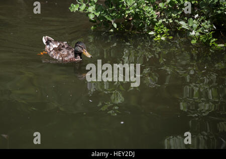 Drake non reproducteurs (Anas platyrhynchos) natation Banque D'Images