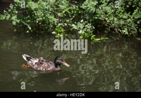 Drake non reproducteurs (Anas platyrhynchos) natation Banque D'Images