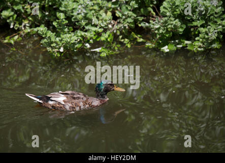 Drake non reproducteurs (Anas platyrhynchos) natation Banque D'Images