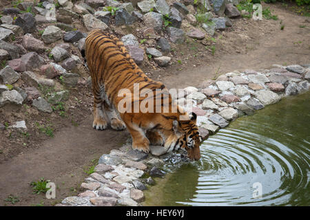 Tigre de Sibérie ou tigre de l'amour (Panthera tigris altaica) eau potable au point d'eau à Bydgoszcz, Pologne Zoo Banque D'Images