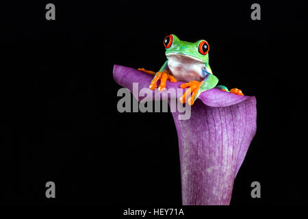 Red-eyed tree frog en fleur pourpre Banque D'Images