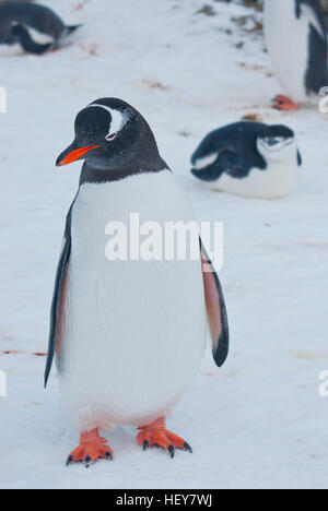 Gentoo pingouin debout sur la plage couverte de neige sur le bord d'un grand groupe de pingouins Banque D'Images