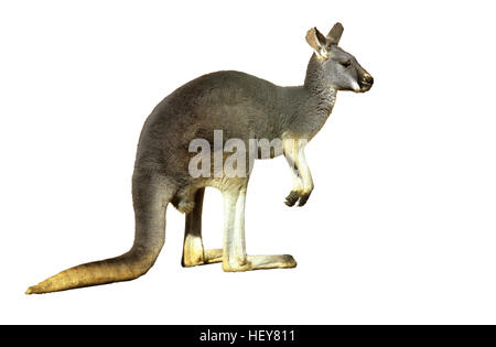 Kangourou gris, Macropus giganteus Banque D'Images