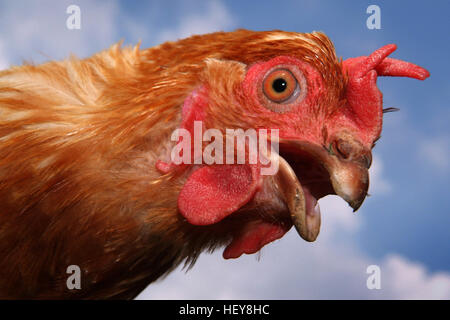 Un poulet (Gallus gallus domesticus) photographié contre un ciel bleu. Banque D'Images