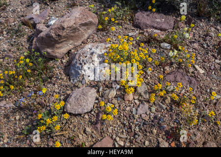 Fleur du désert de tapis de fleurs sauvages de l'or, dante's view road, Death Valley National Park, Death valley, Californie Banque D'Images