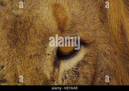 Cette image est un gros plan d'un lion mâle Banque D'Images