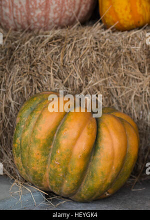 Heirloom Pumpkin appuyé contre des balles de foin empilées Banque D'Images