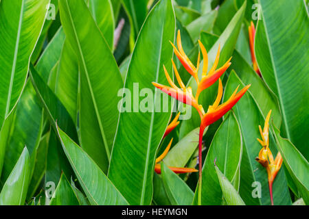 Heliconia, homard-griffes dans le jardin Banque D'Images