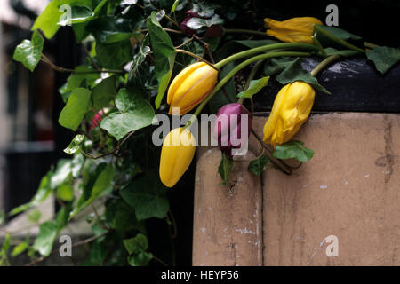 Tulipes violet et jaune à côté rejette plus de conteneurs Banque D'Images