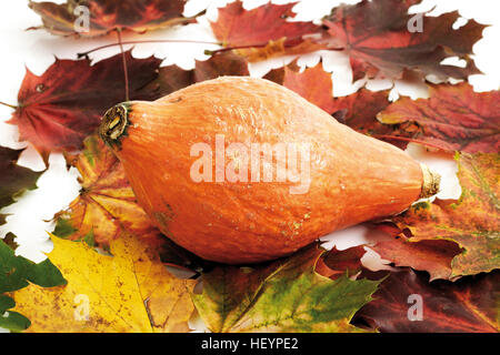 Courge orange portant sur les feuilles d'automne Banque D'Images