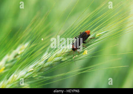 Cantharis fusca (soldat) sur la spike Banque D'Images