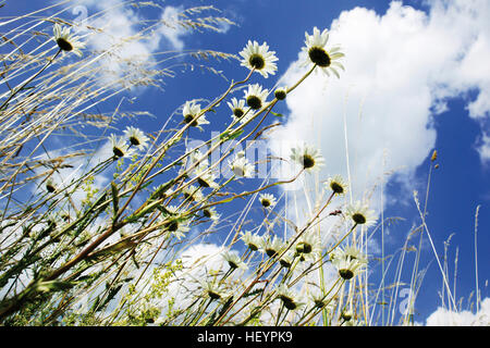 Marguerites ou Oxeye Leucanthemum vulgare (marguerites) contre un ciel bleu avec des nuages, worm's-eye view Banque D'Images