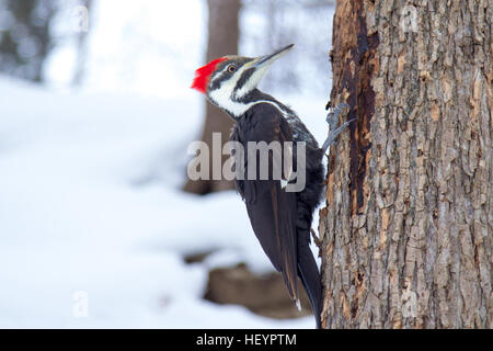 Woodpecker dans la neige à Montréal, Québec Banque D'Images