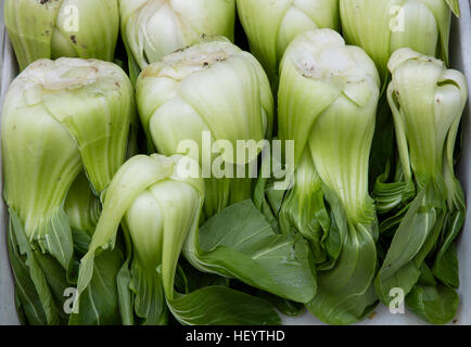 Frais vert Le Bok choy ou pak choi (Brassica rapa chinensis) feuilles de chou chinois sur le marché de détail Affichage, Close up, high angle view Banque D'Images