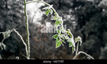 Serbie - Branches de roses couvertes de givre Banque D'Images