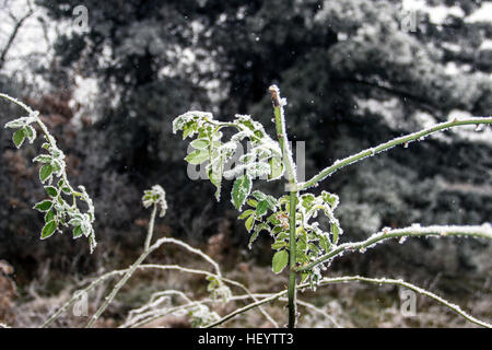 Serbie - Branches de roses couvertes de givre Banque D'Images