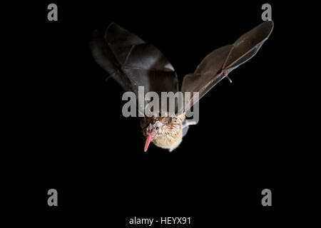 Nectar-Feeding les chauves-souris - La Laguna del Lagarto Lodge - Boca Tapada, San Carlos, Costa Rica Banque D'Images