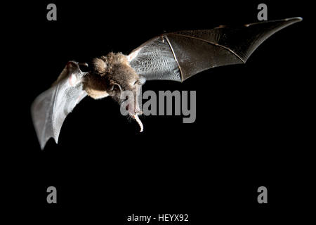 Nectar-Feeding les chauves-souris - La Laguna del Lagarto Lodge - Boca Tapada, San Carlos, Costa Rica Banque D'Images