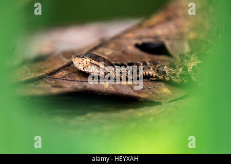 Fer-de-lance (Bothrops asper) - Laguna del Lagarto Lodge, Boca Tapada, Costa Rica [Modèle] contrôlé Banque D'Images