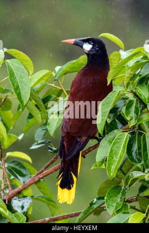 Montezuma Oropendola (Psarocolius montezuma) - Boca Tapada, San Carlos, Costa Rica Banque D'Images