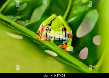 Red-eyed Tree Frog - La Laguna del Lagarto Lodge - Boca Tapada, San Carlos, Costa Rica [Modèle] contrôlé Banque D'Images
