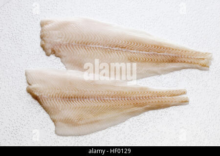 Filets de flétan de l'Atlantique, raw (Hippoglossus hippoglossus) Banque D'Images