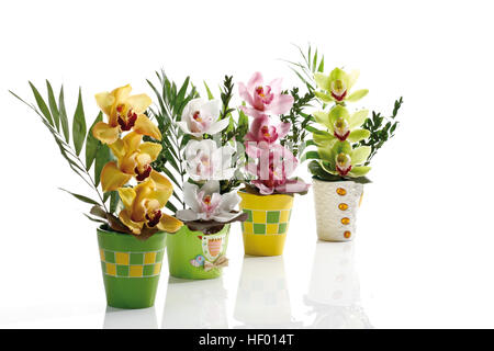 Arrangements floraux multicolores, orchidées (Orchidaceae) dans quatre pots colorés Banque D'Images