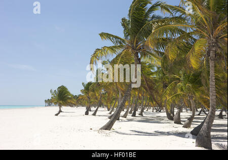 Le cocotier (Cocos nucifera) sur la plage près de Punta Cana, République dominicaine, Caraïbes Banque D'Images